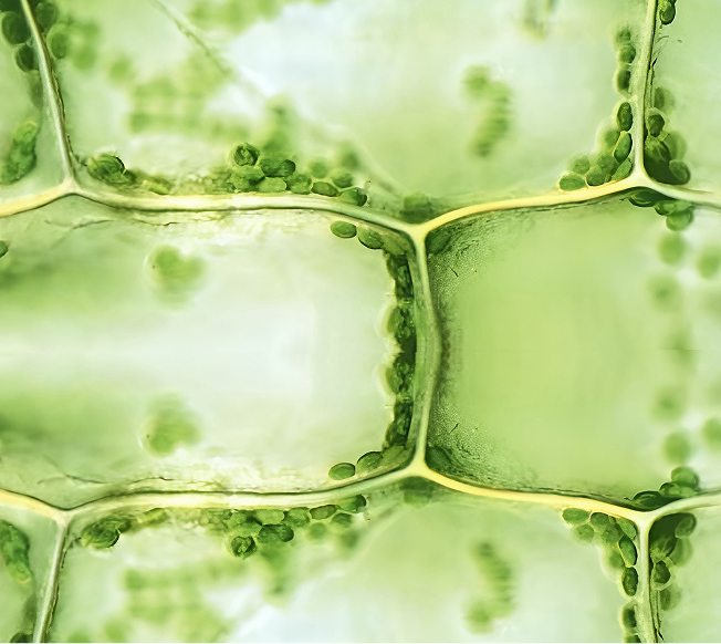 Hydroxytyrosol. Grown by Us.