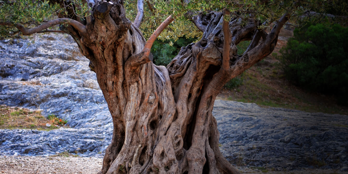 Over $1 Billion Valuation Around the Olive Trees with Olive Tree People and Oliveda International, Inc. (OLVI)